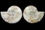 Agatized Ammonite Fossil - Madagascar #121473-1
